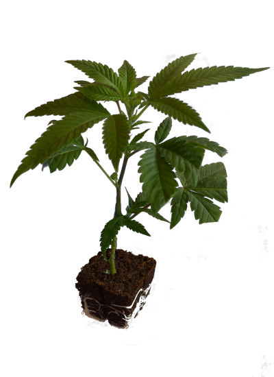 Bio CBD Hanfsteckling - (Cannabis Sativa)