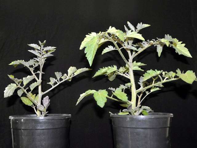 Mykorrhiza Pilz Granulat 30g / Pflanzendnger / Growdnger - Onlineshop  www.healthy-plant.at | Healthy Plant - Onlineshop fr naturreine  Hanfprodukte