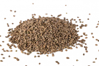 Hanfsaatgut EU-Zertifiziert kaufen - CBD/CBG Hanfsteckling - HEALTHY-PLANT  | Healthy Plant - Onlineshop fr naturreine Hanfprodukte
