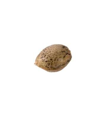 Hanfsamen CBD Finola kaufen - CBD Samen Finola - Hanf Obersterreich -  www.healthy-plant.at | Healthy Plant - Onlineshop fr naturreine  Hanfprodukte