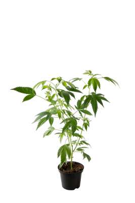 Hanf Topfpflanzen - CBD Hanfzierpflanzen - Hanfsamen EU-Zertifiziert -  HEALTHY-PLANT | Healthy Plant - Onlineshop fr naturreine Hanfprodukte